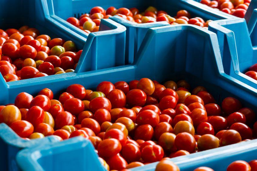 L'Italia perde posizioni come leader mondiale di produzione e trasformazione del pomodoro