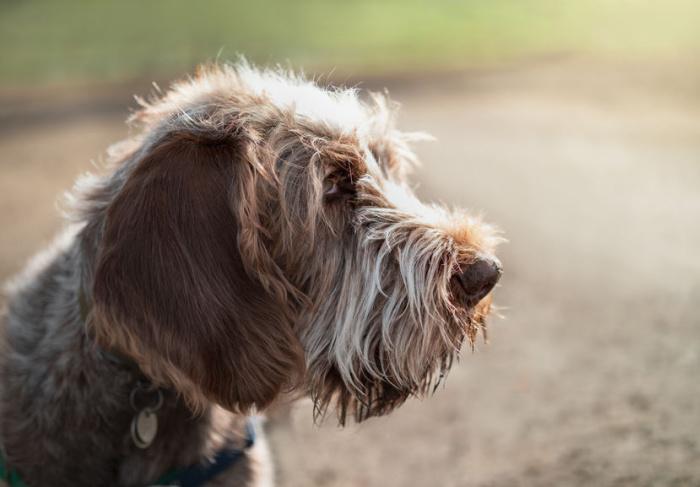 cane-spinone