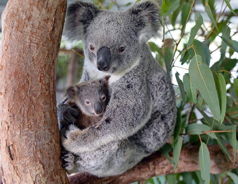 Koala Marsupiale