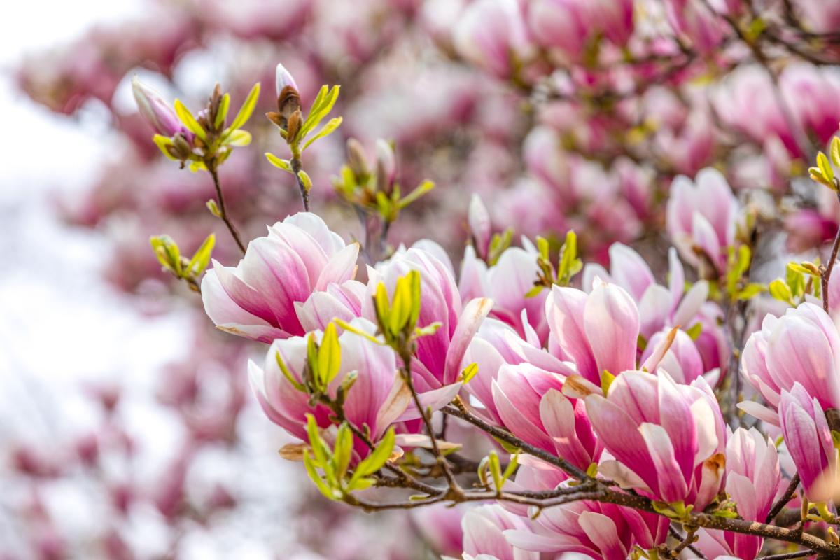 magnolia-coltivazione-e-fioritura
