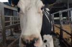 La vita di una mucca da latte in un documentario