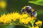 Bombi, api selvatiche da preservare