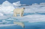 Temperature nell'Artico: l'ambiente presenta il conto