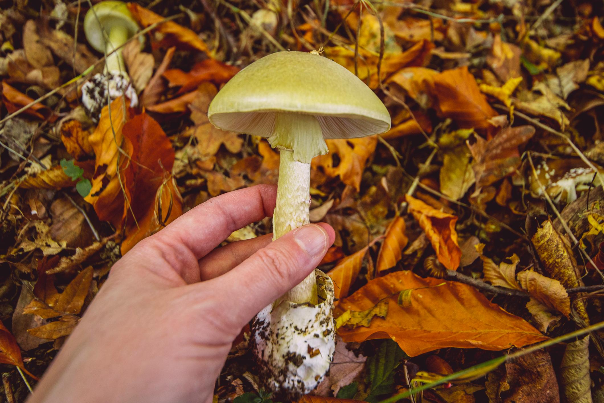 agarico agarico