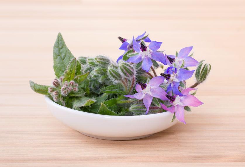 borragine-in-cucina borragine-in-cucina