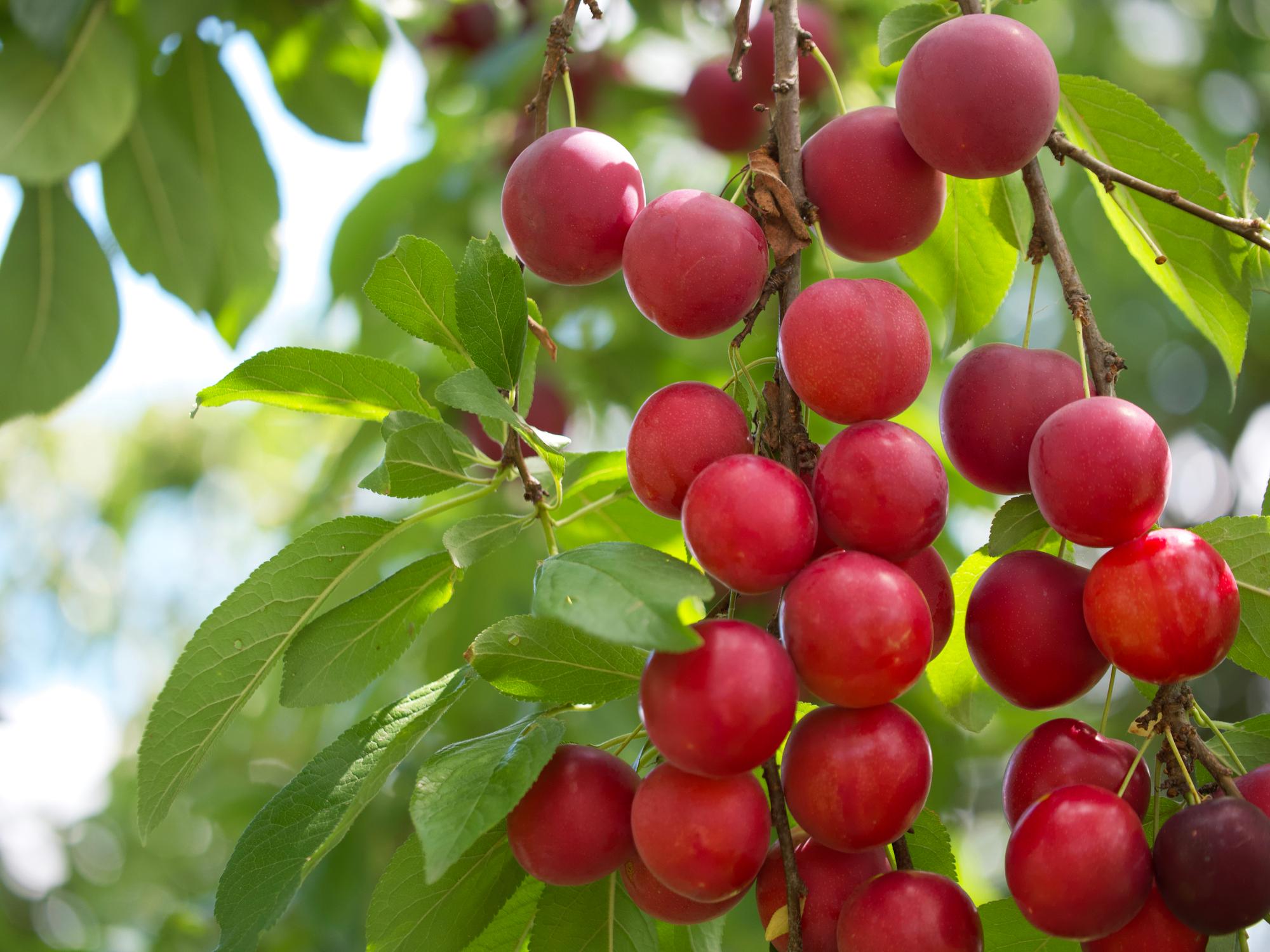 camu-camu
