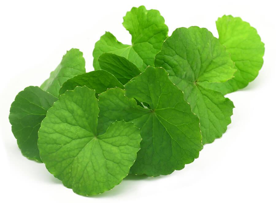 Centella: proprietà, uso, controindicazioni - Cure-Naturali.it