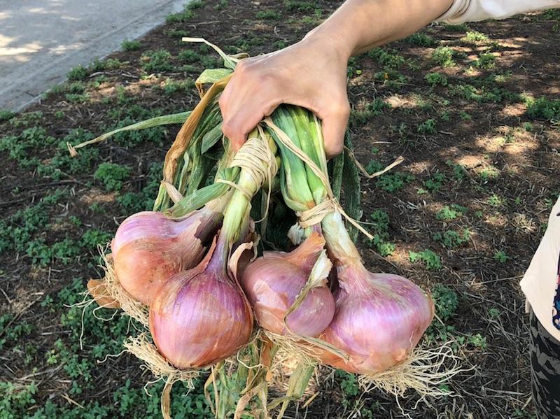 Cipolla di Airola, presidio Slow Food