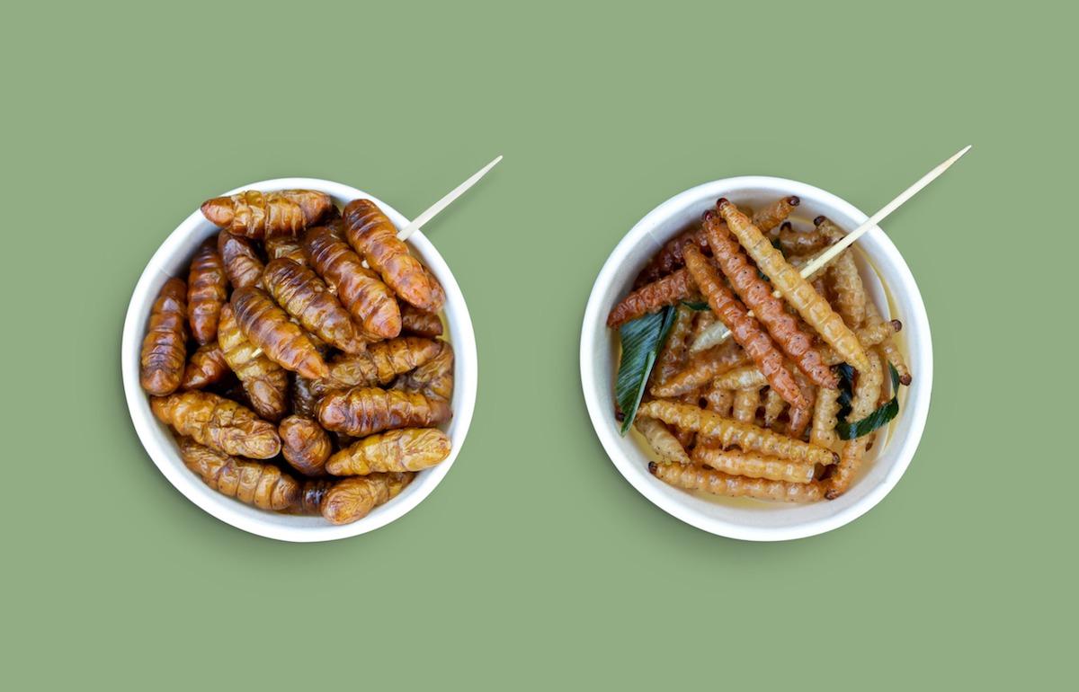 mangiare-insetti-pro-contro mangiare-insetti-pro-contro