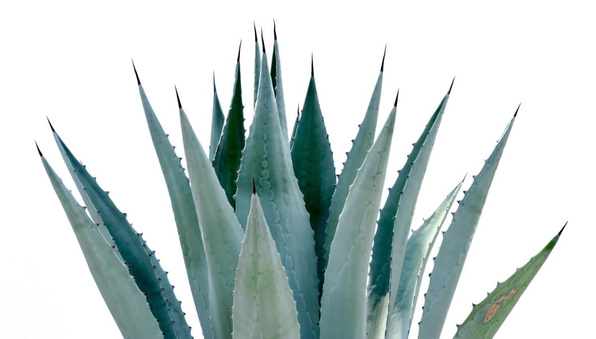 agave-velenosa-per-i-gatti