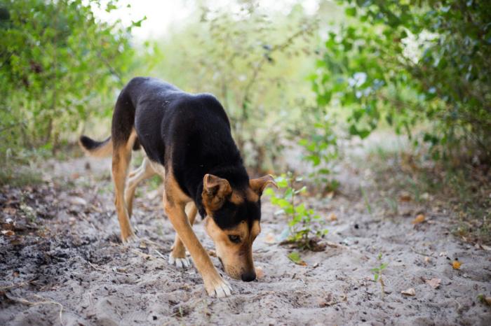 app-per-ritrovare-cani-smarriti