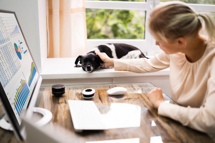 dogs-and-cats-in-the-office