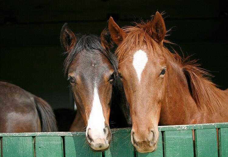 horse-breeding