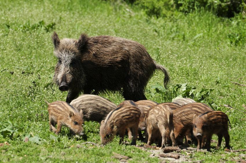 boars-city