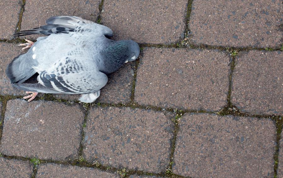 uccisione-colombo-condanna