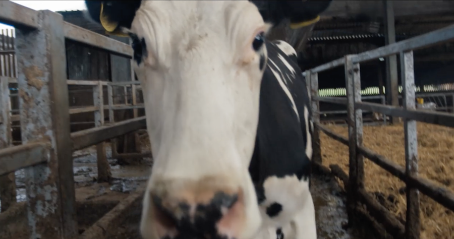 cow-documentario-mubi