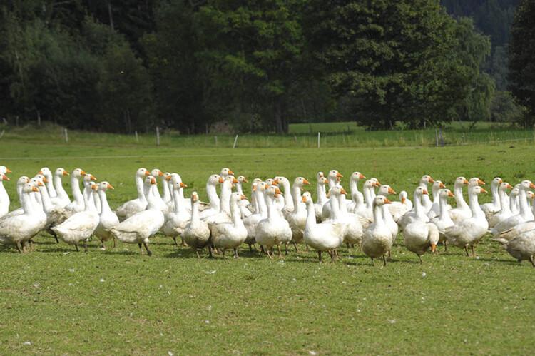 foie-gras