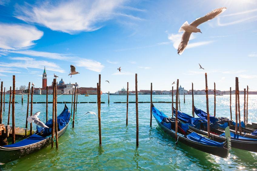 gabbiani-venezia-farmaci-pesticidi gabbiani-venezia-farmaci-pesticidi