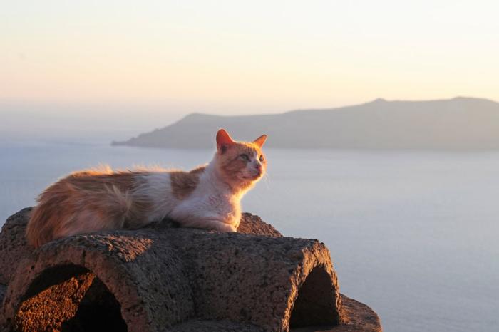 gatti-isola-lipari