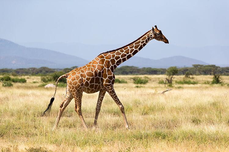 giraffa