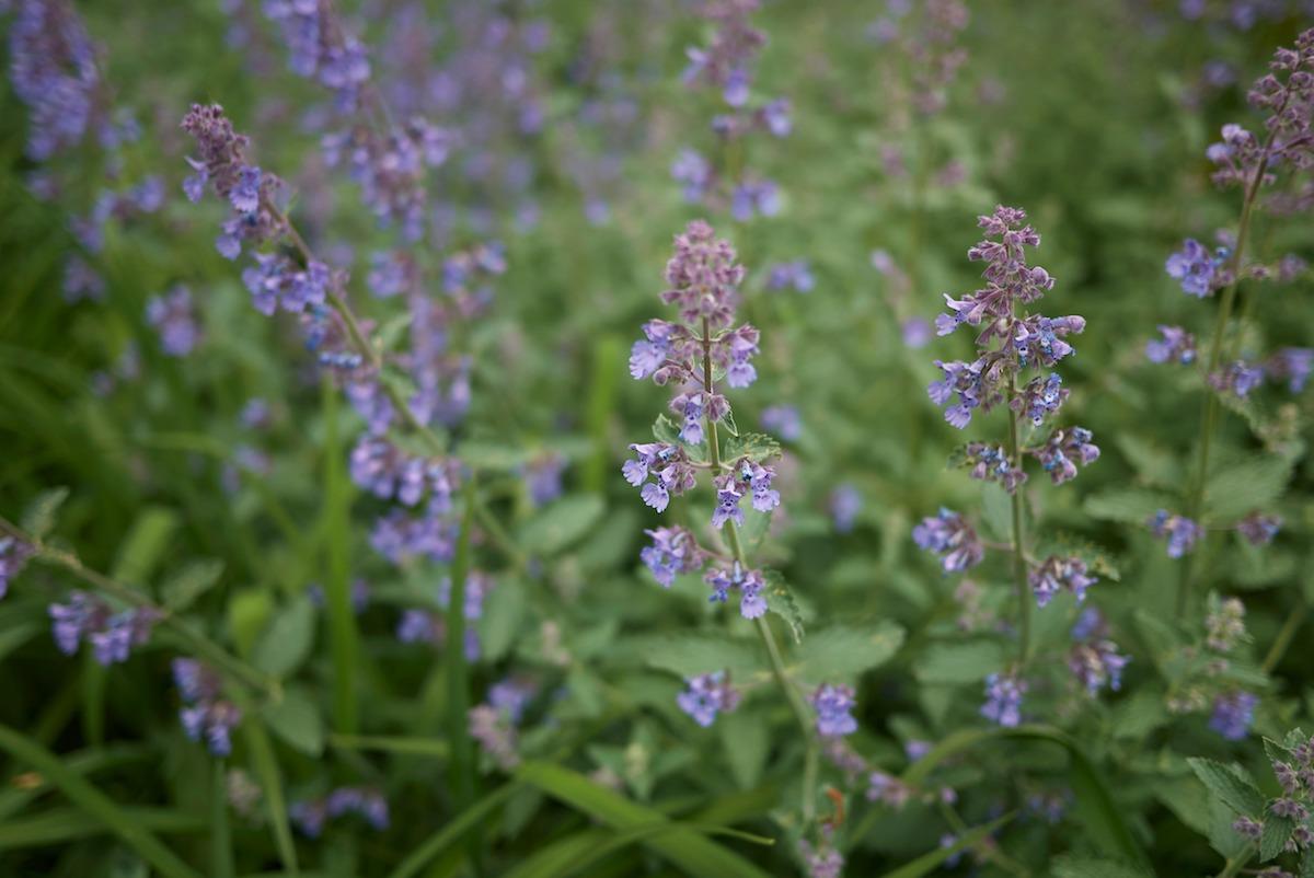 nepeta-cataria-erba-gatta