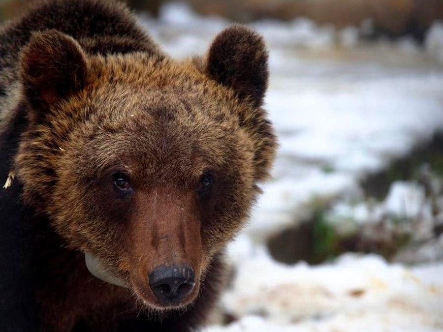 Juan Carrito, l'orso marsicano catturato 