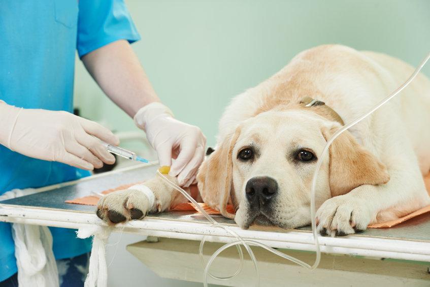 ospedale-veterinario-roma