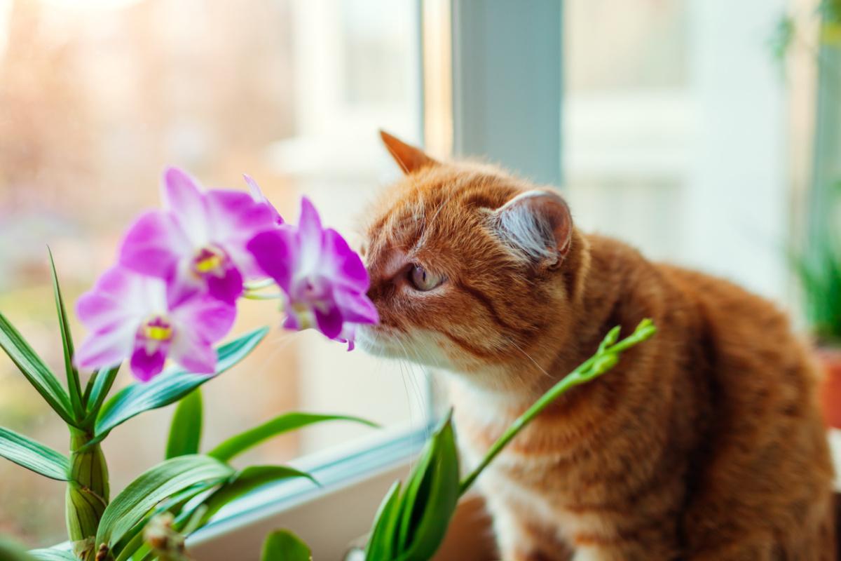 piante-velenose-per-i-gatti