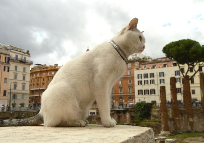 roma-ordinanza-sindaco-gatti