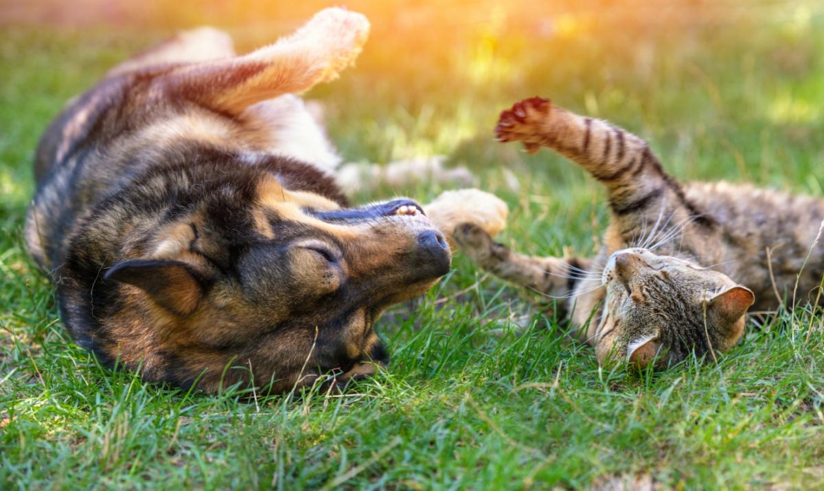 tosse-cane-gatto tosse-cane-gatto