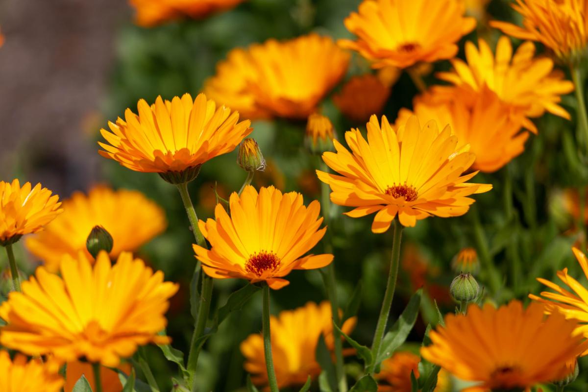 fiori-di-calendula