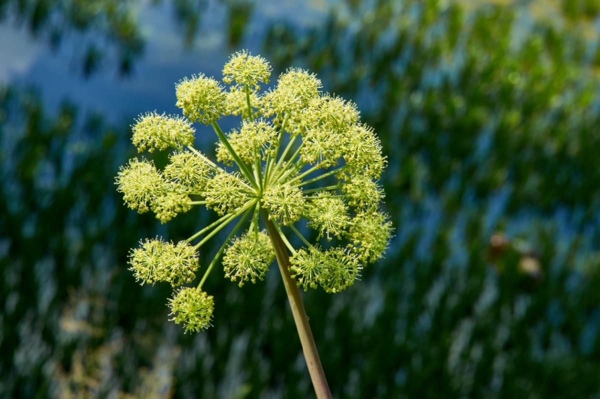 angelica