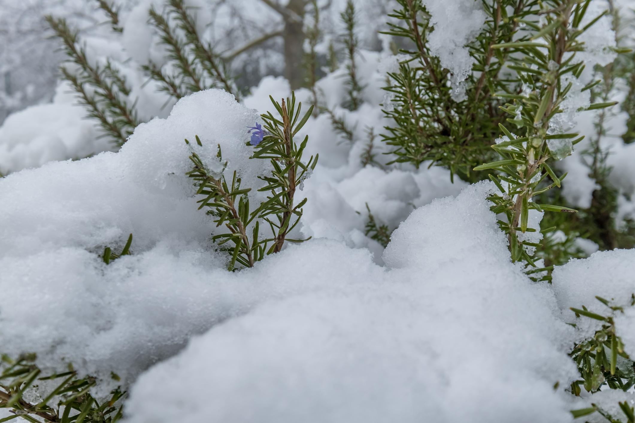 rosmarino-inverno