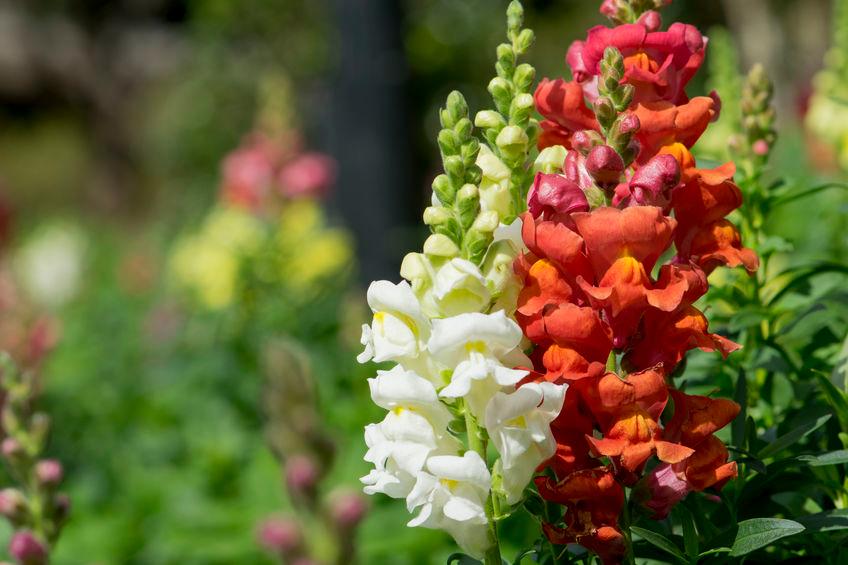 snapdragon-fiore-californiano-dimagrire