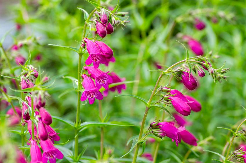 pensetemon-fiore-californiano