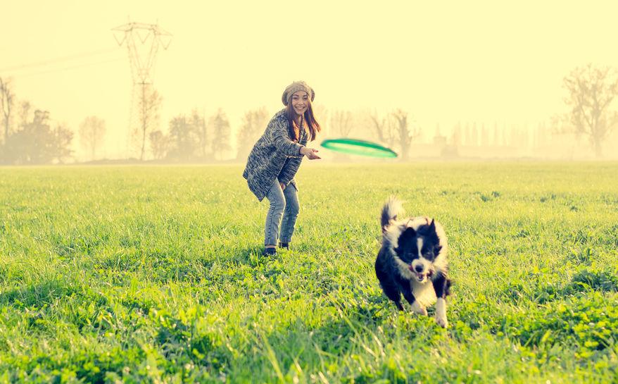 dog-sport