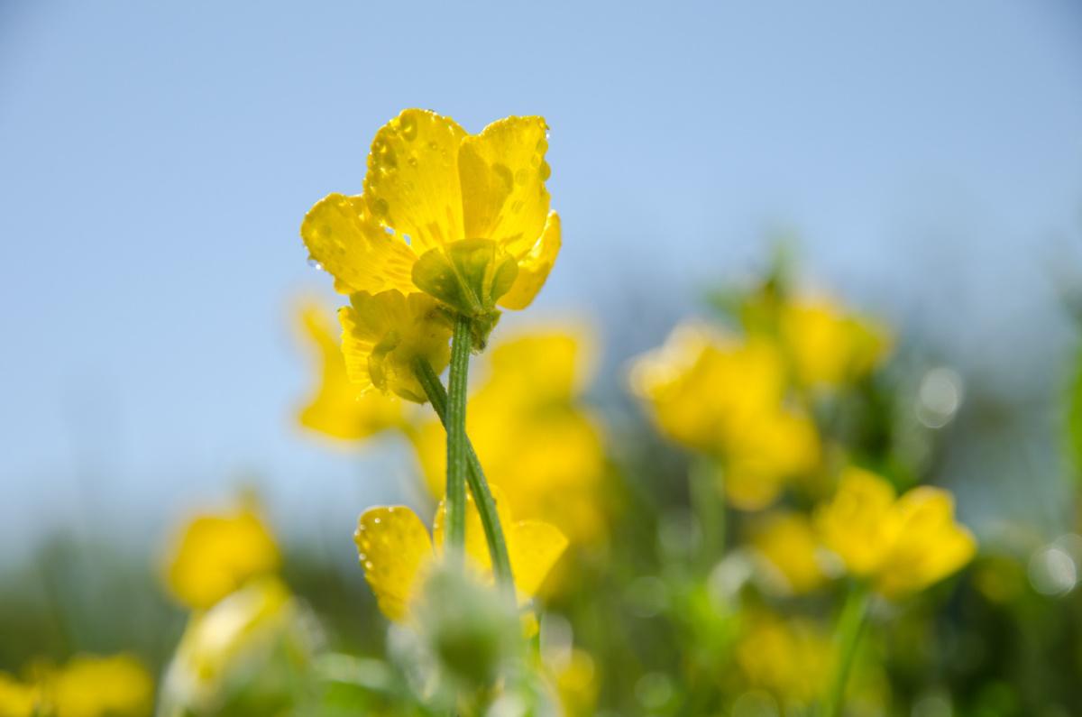 Natura in Movimento\fiori di Bach