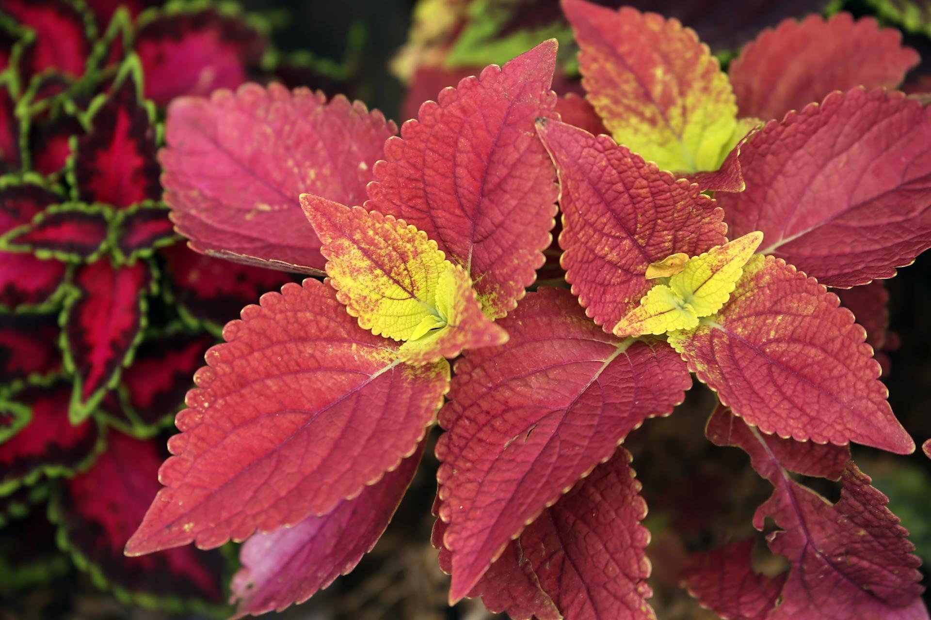 coleus