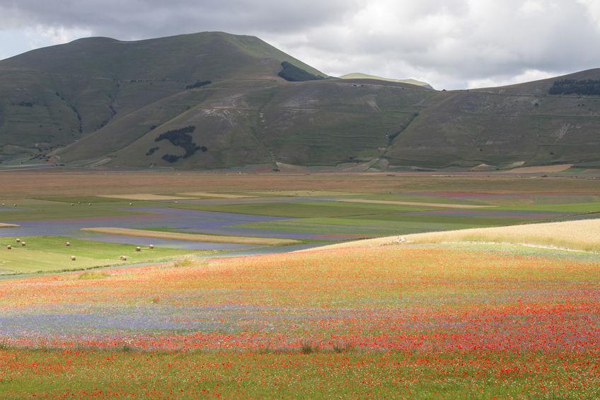 Fioritura Castelluccio di Norcia