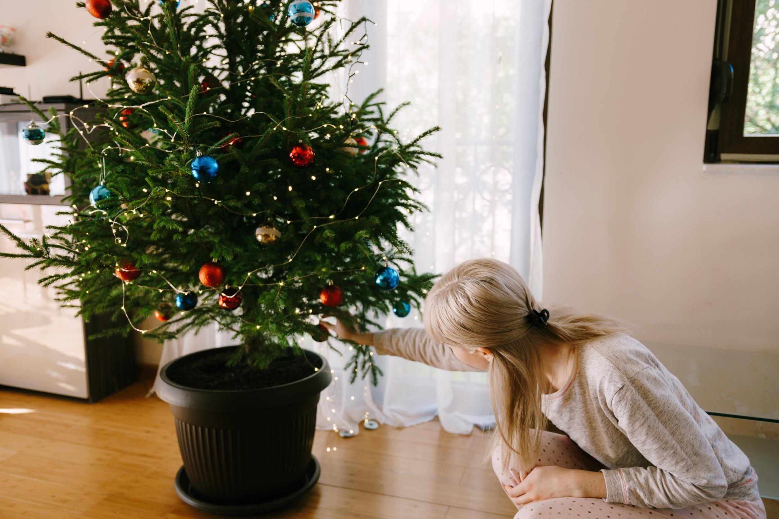 abete-natale-in-vaso