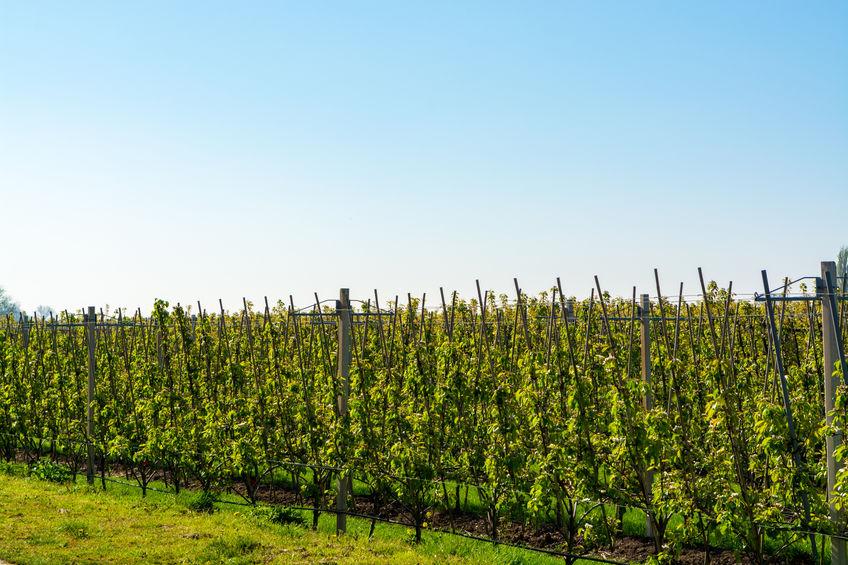 Alberi da frutto, gelata in primavera