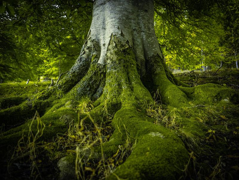 Alberi secolari