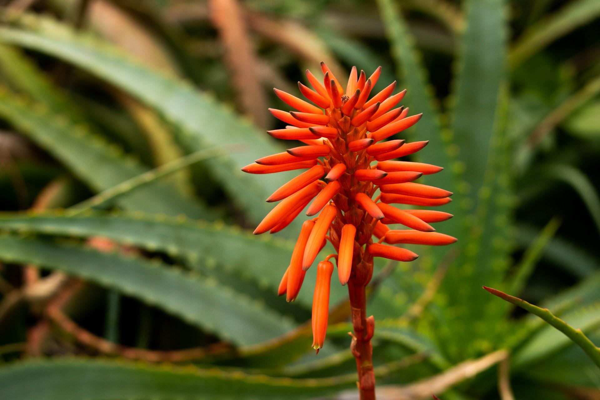 aloe-arborescens