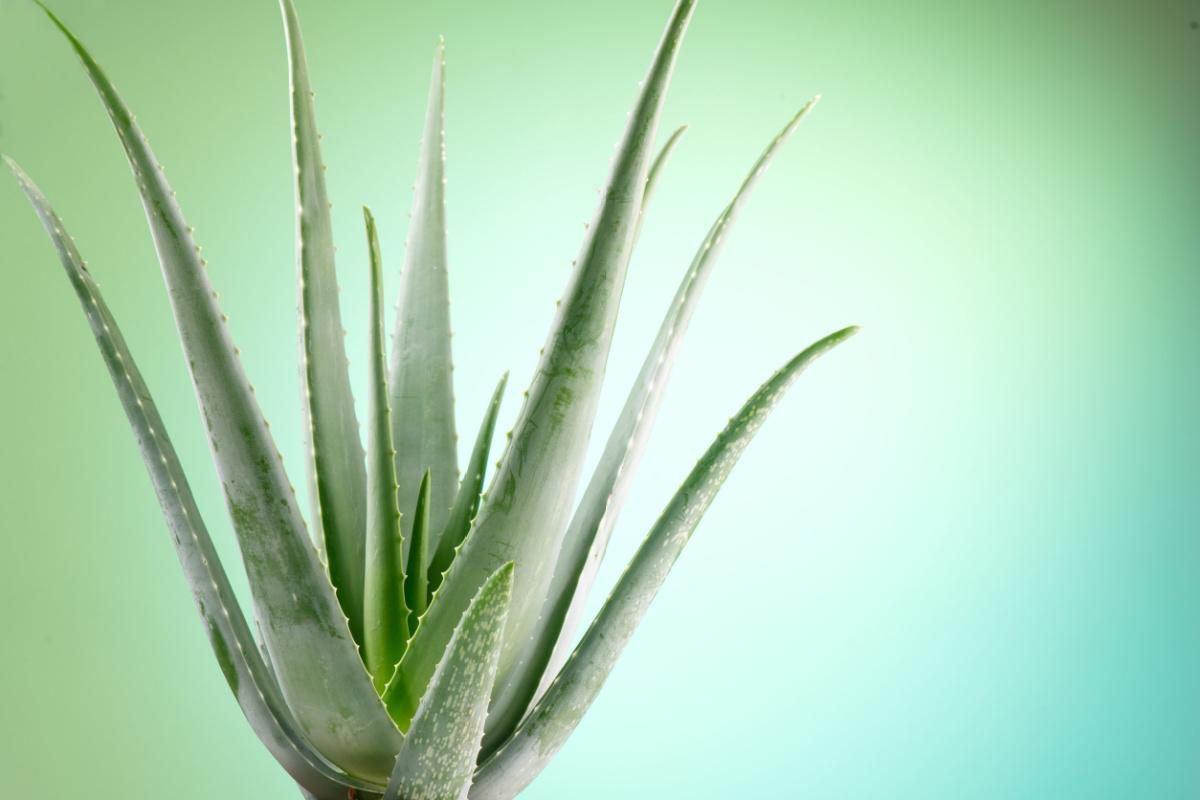 Aloe vera, come coltivarla in casa 