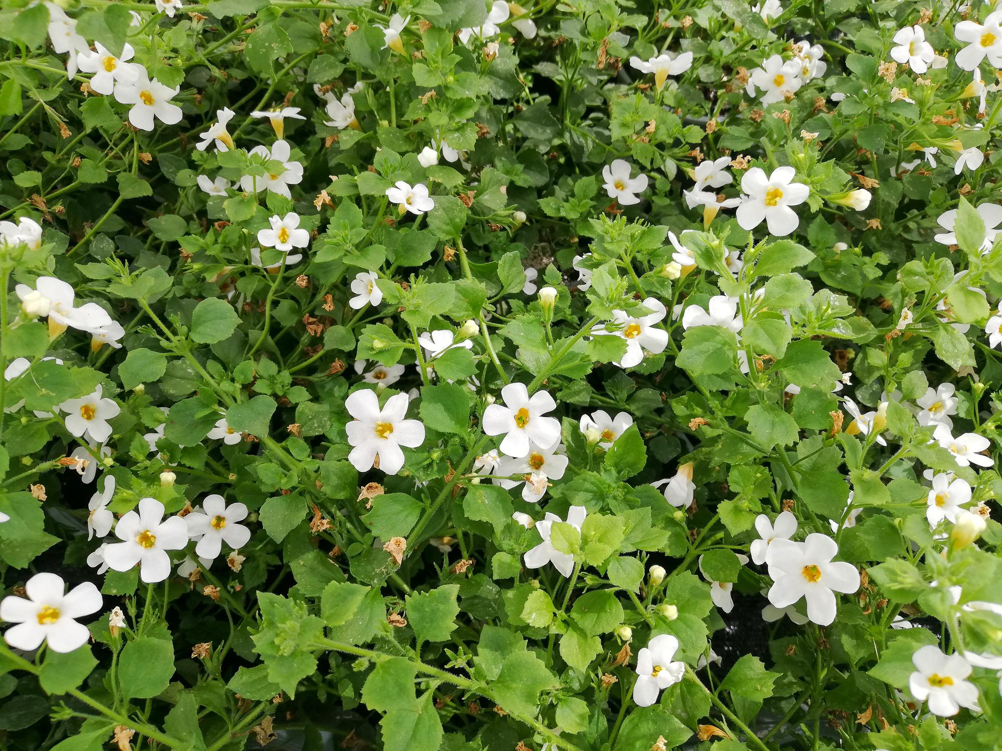 bacopa