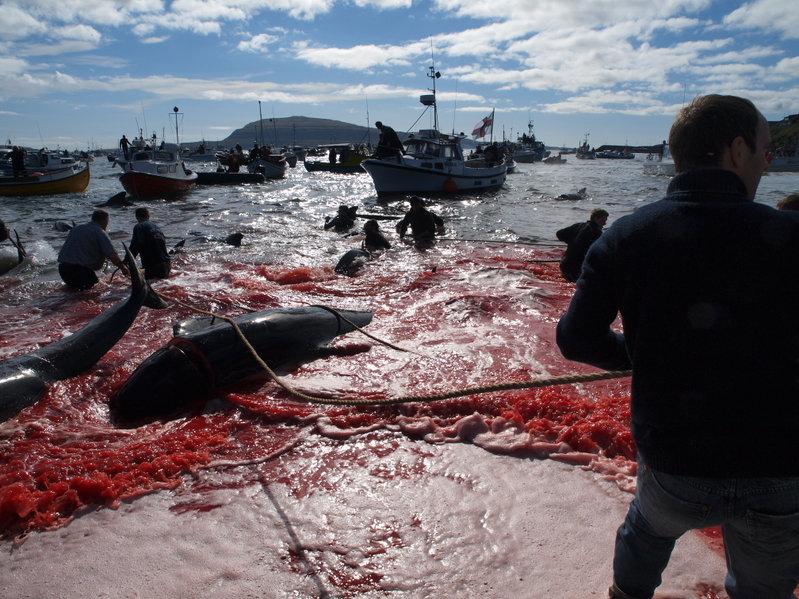 Caccia delle balene nelle Isole Far oer