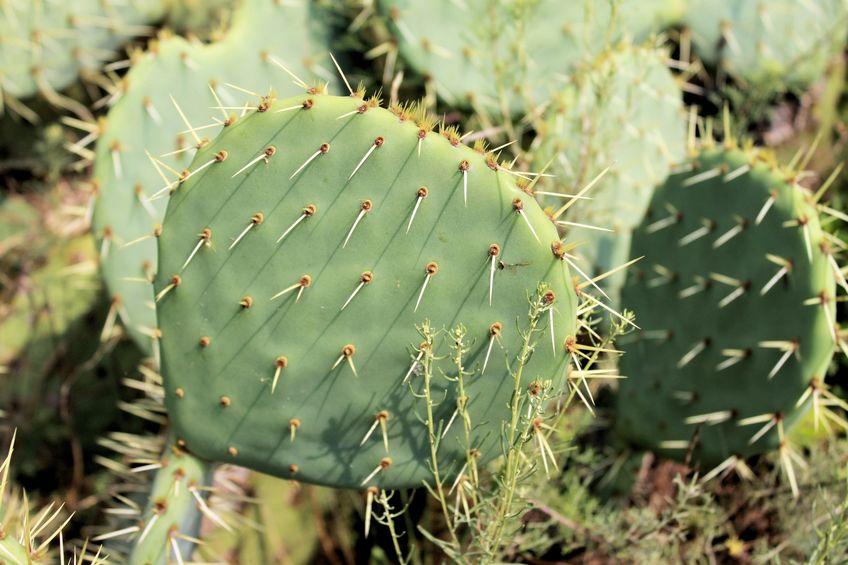 cactus-plastica-foglie
