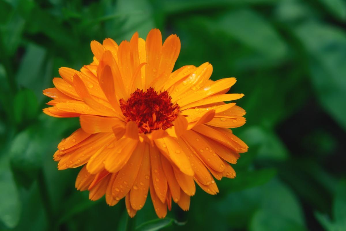 calendula-la-pianta