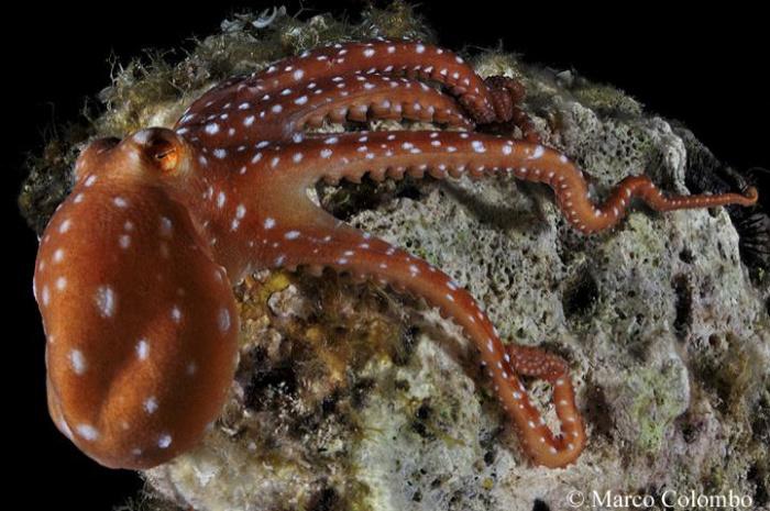 callistoctopus-marco-colombo