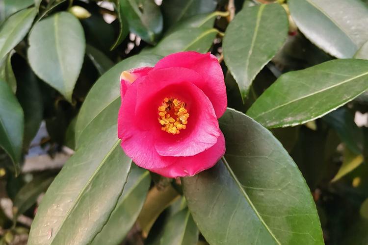 camellia-japonica-rubra